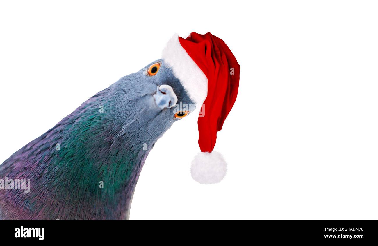 Pigeon in santa hat die Kamera angeschaut Stockfoto