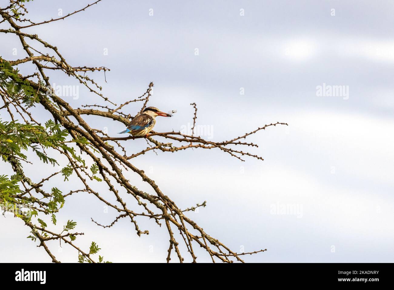 Erwachsene machen gestreiften Eisvögel, Halcyon chelicuti, in einem Baum im Queen Elizabeth National Park, Uganda thront. Dieser Vogel hat eine Libelle gefangen. Weich b Stockfoto