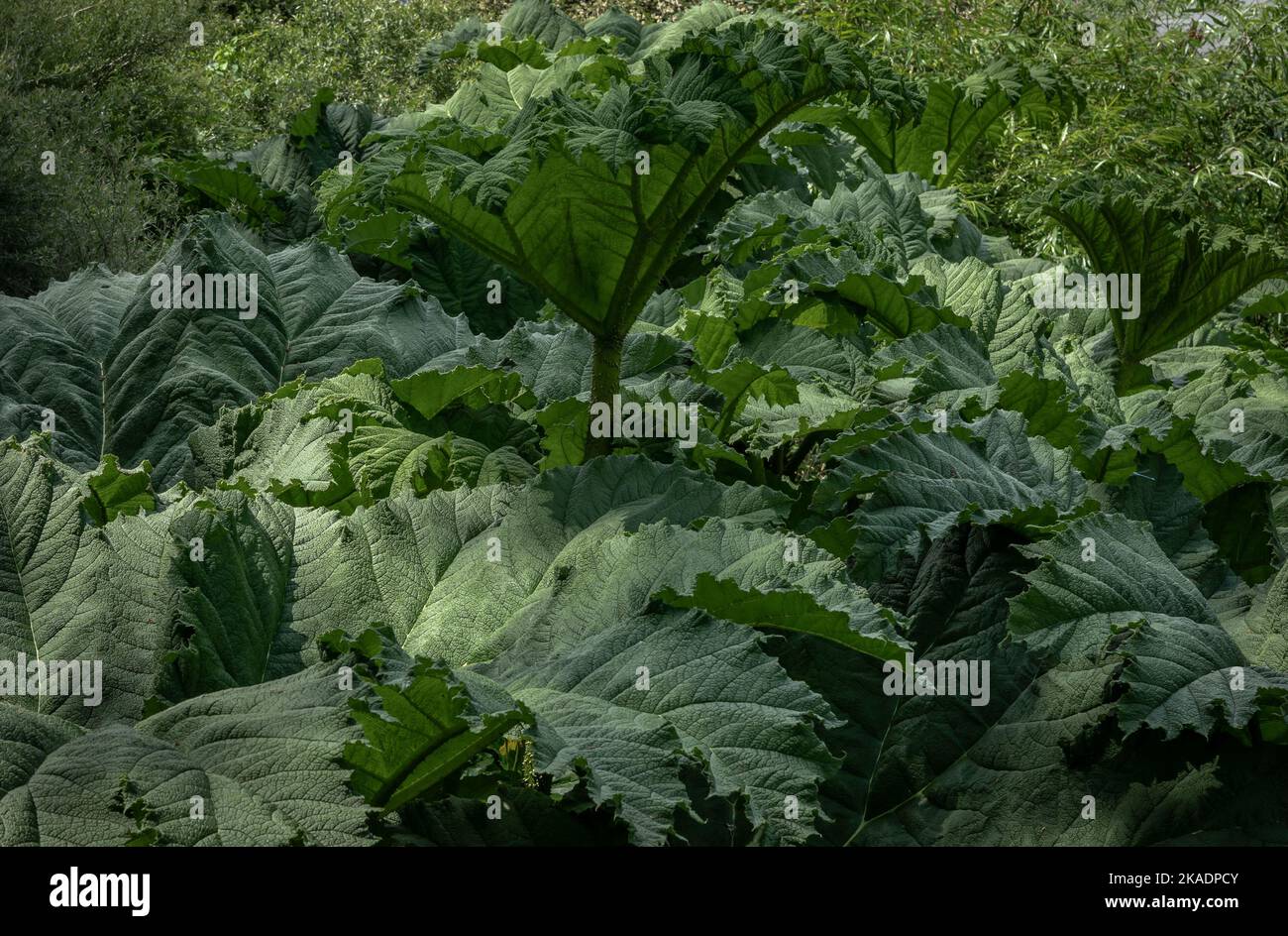 Grüner Hintergrund mit riesigen Blättern der Dschungelpflanze Gunnera. Stockfoto