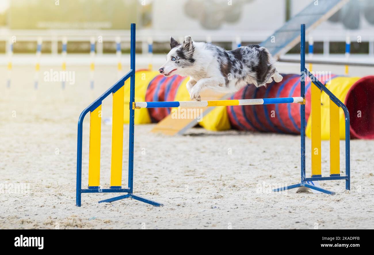 Australian Shepherd. Hund auf Agilität Wettbewerb. Der Aussie-Hund springt über ein Hindernis. Sportveranstaltung, Leistung im Sport. Sommerlicht. Sommer Stockfoto
