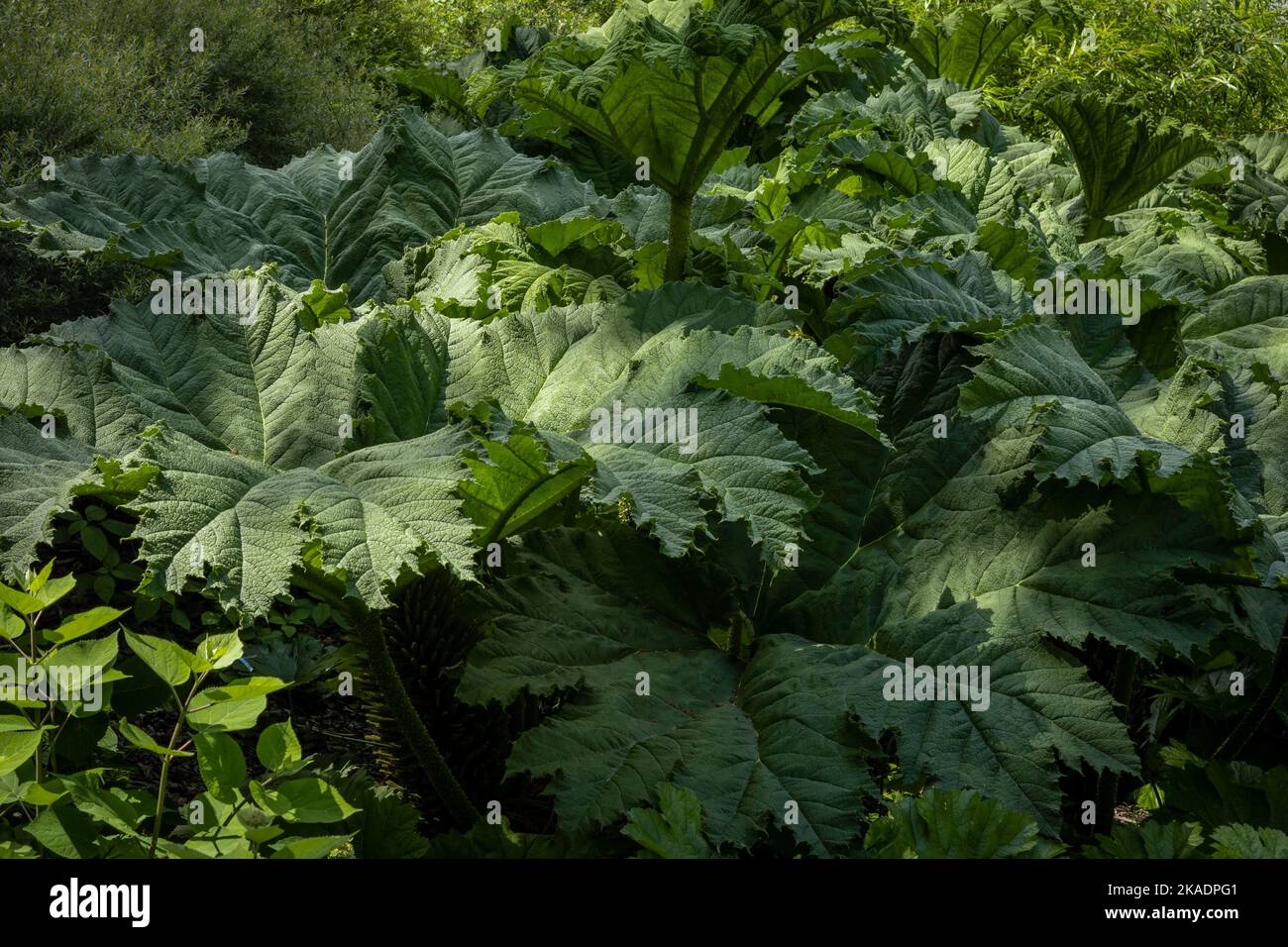 Grüner Hintergrund mit riesigen Blättern der Dschungelpflanze Gunnera. Stockfoto