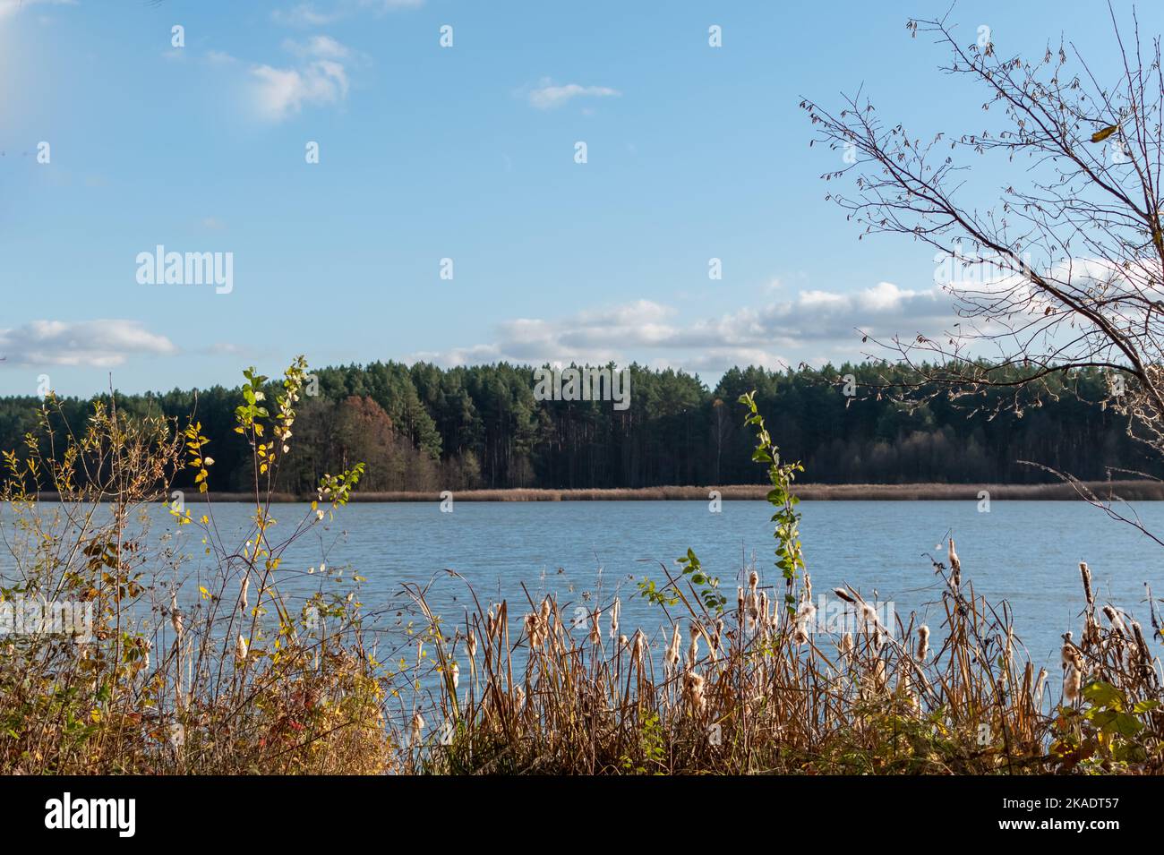 Malerische Landschaft. Trockene Schilfhalme auf einem verschwommenen Hintergrund aus blauem Seewasser, grünem Wald und blauem Himmel Stockfoto