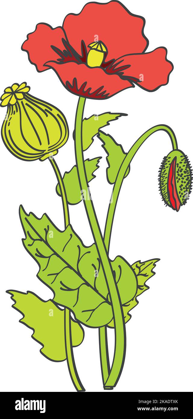 Poppy Blume Zeichnung. Farbe Pflanze botanische Illustration Stock Vektor