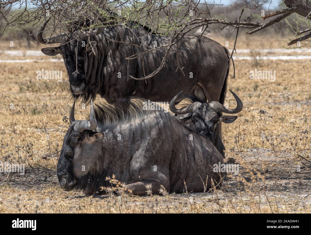 Gnus, Connochaetes im Schatten eines Baumes, Botswana Stockfoto