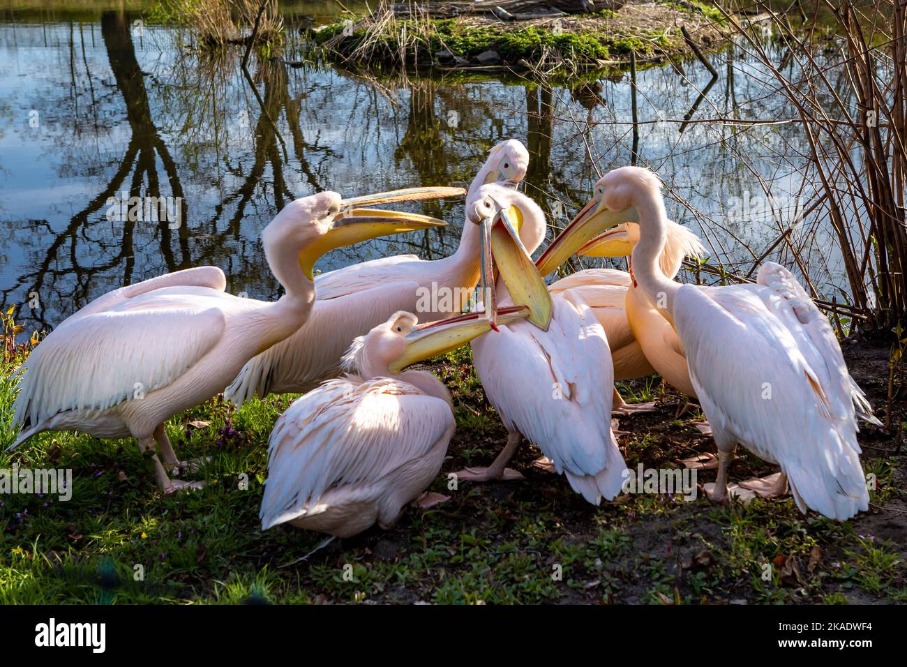 Herde rosa Pelikane, die das Gras picken (pelikan baba, Pelecanus onocrotalus). Stockfoto