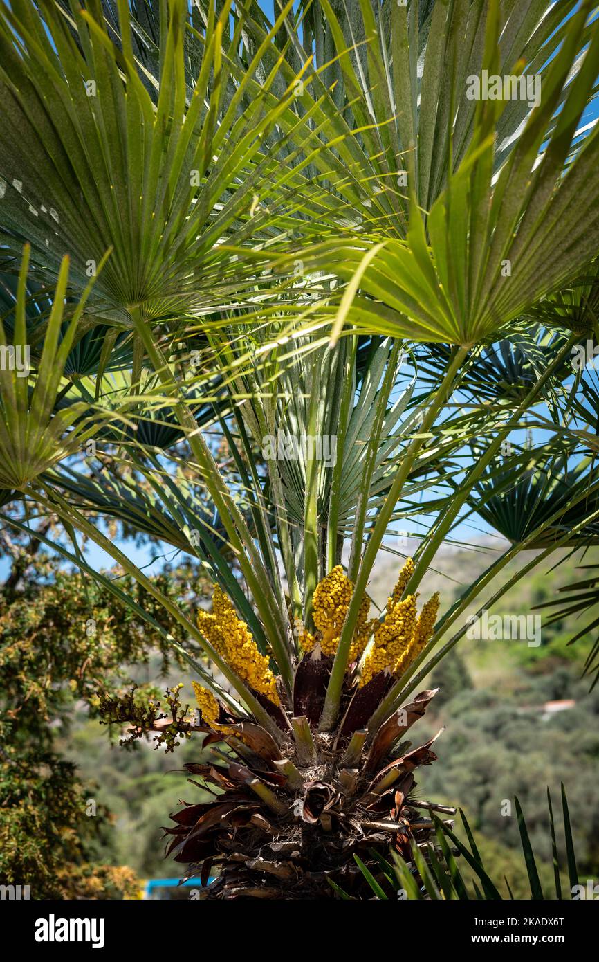 Blühende gelbe Blumen und grüne Blätter der Palme Trachycarpus als natürlicher tropischer Hintergrund. Stockfoto