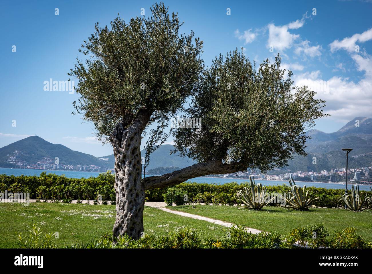 Großer Olivenbaum (Olea europaea), der an der Adriaküste in Sveti Stefan, Montenegro, angebaut wird. Sonniger Tag, Meer und Berge im Hintergrund. Stockfoto