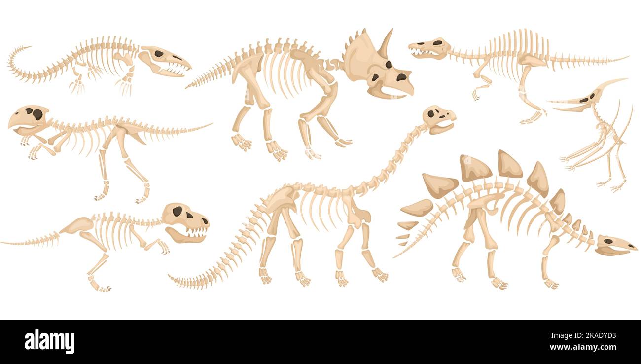 Dinosaurier-Skelett-Symbol mit großen alten Tieren verschiedener Arten fliegen räuberische und pflanzenfressende Vektor-Illustration gesetzt Stock Vektor