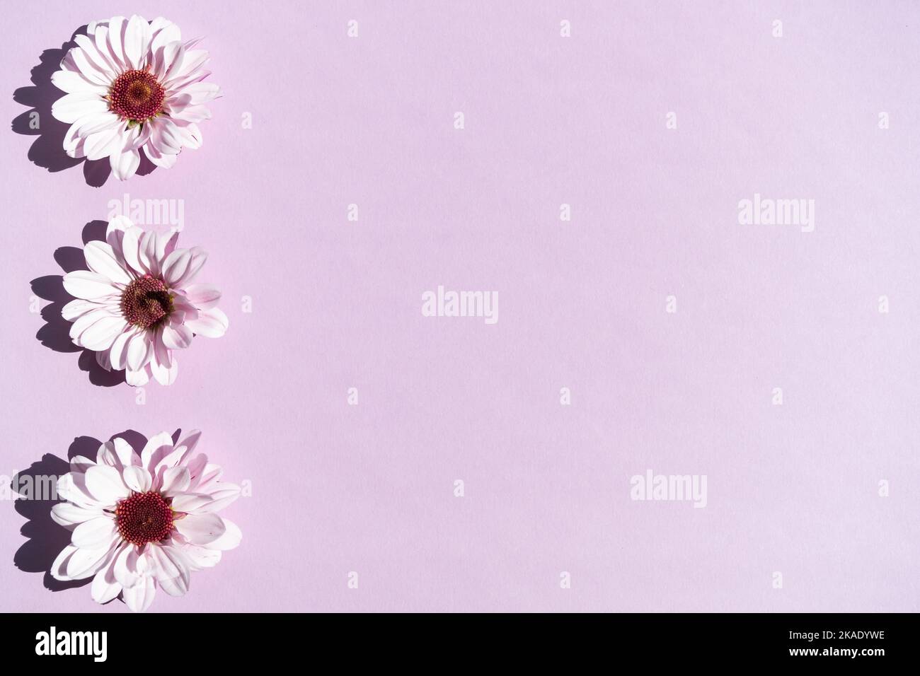 Muster der lila Chrysantheme Blüten auf dem lila Hintergrund Stockfoto