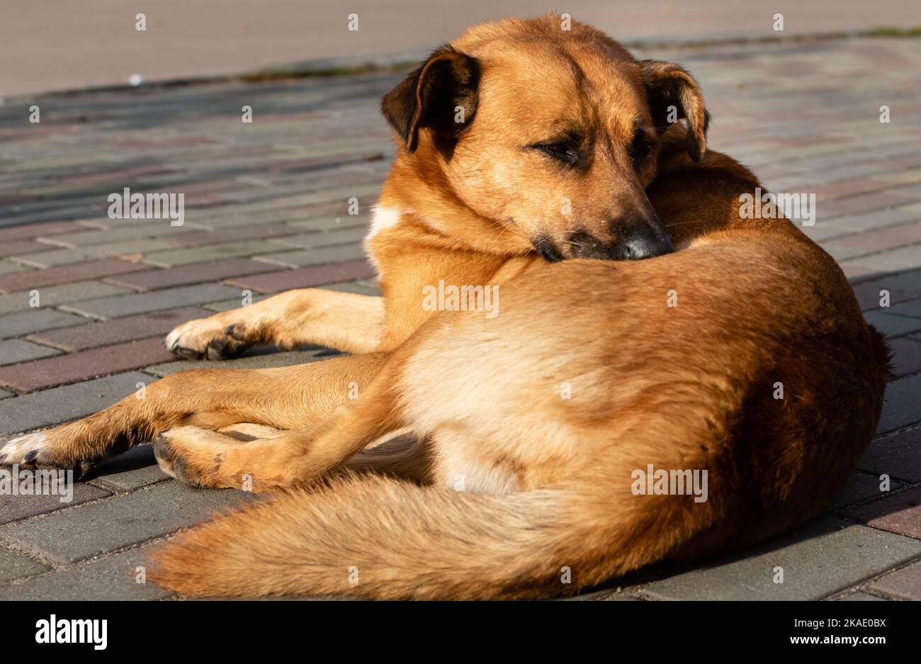 Großer roter Hund aus der Nähe liegt auf dem Bürgersteig der Fußgängerzone Stockfoto