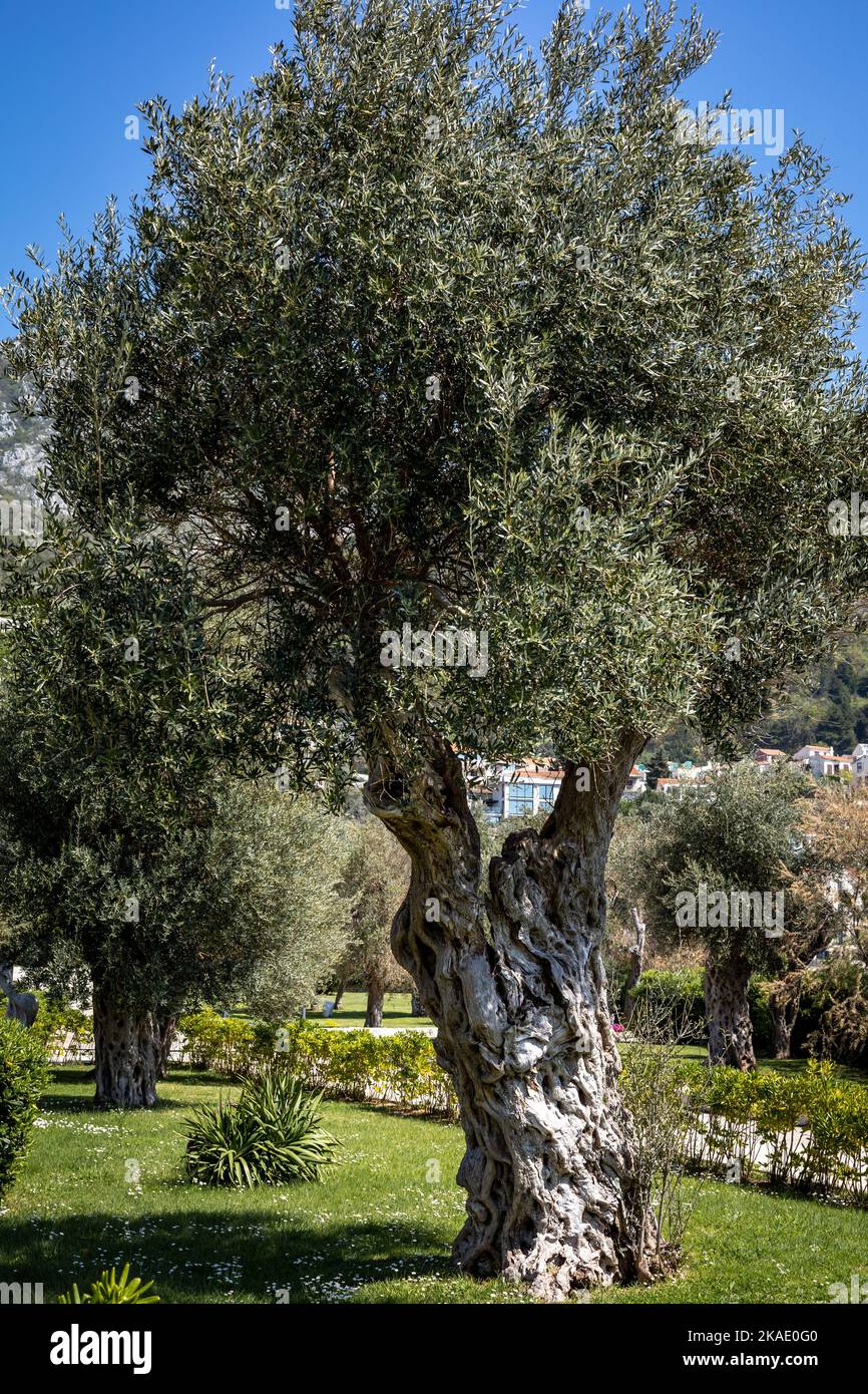 Großer Olivenbaum (Olea europaea), der an der Adriaküste in Sveti Stefan, Montenegro, angebaut wird. Sonniger Tag, Meer und Berge im Hintergrund. Stockfoto