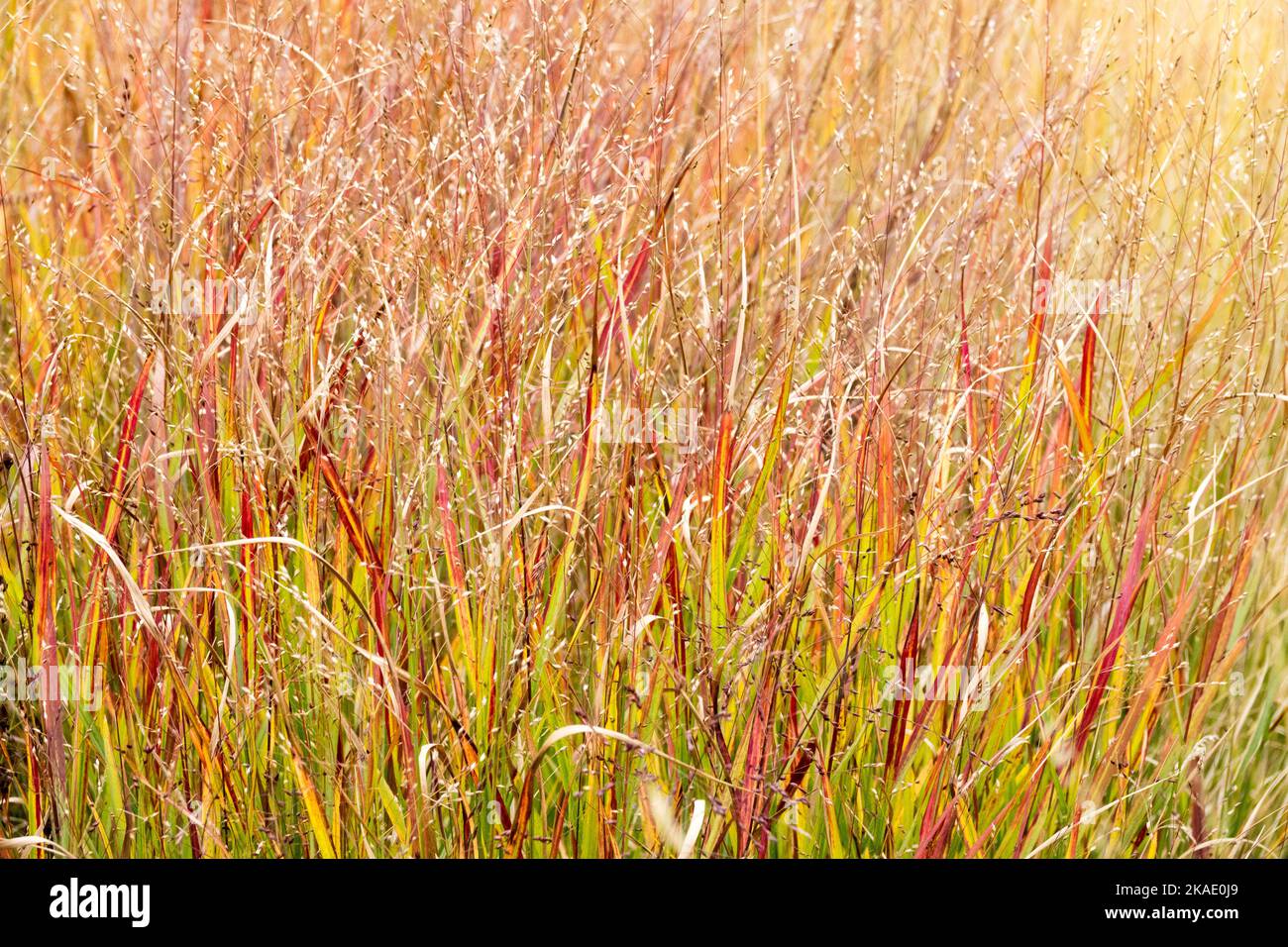 Im Herbst, Schalten Gras, Panicum virgatum 'Shenandoah', Switchgrass ...