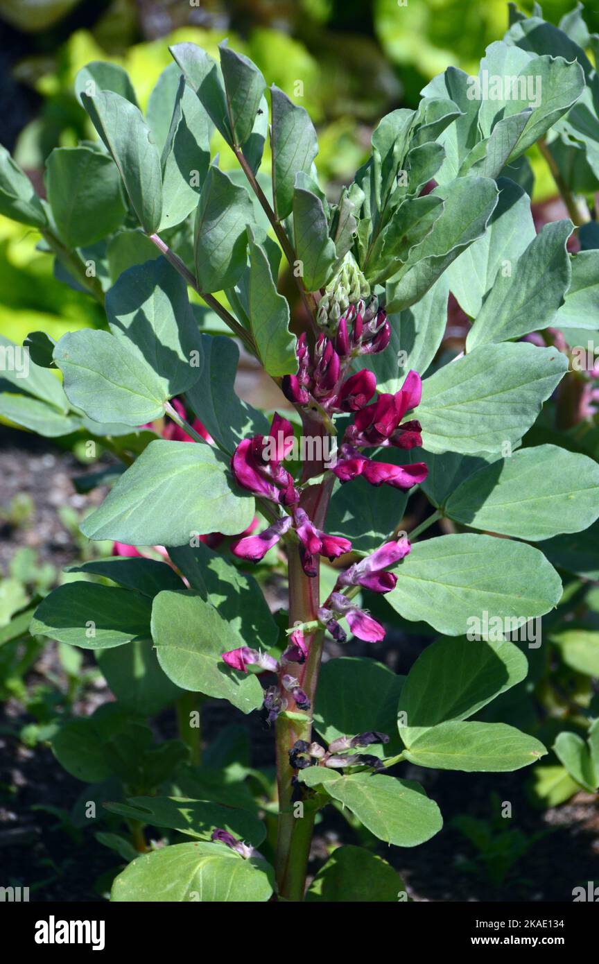 Red Broad Bean (Vicia Faba) 'Crimson Flowered', gewachsen im Gemüsegarten (Allotment) bei RHS Garden Rosemoor, Torrington, Devon, England, Großbritannien. Stockfoto