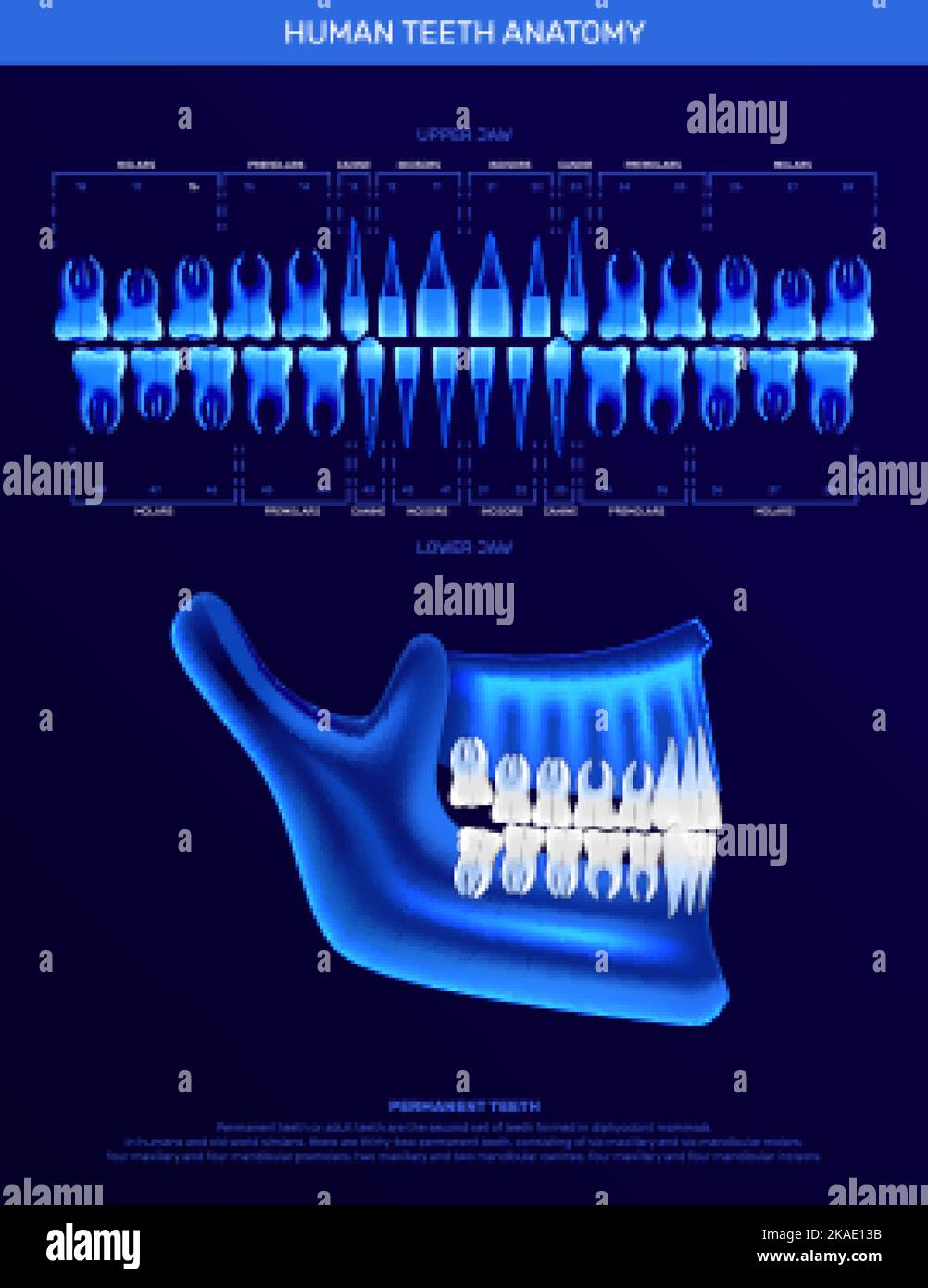 Infografiken menschlicher Zähne mit realistischen neonfarbenen Röntgenbildern des Kiefers und Einzelzähnen-Symbolen als Vektordarstellung Stock Vektor
