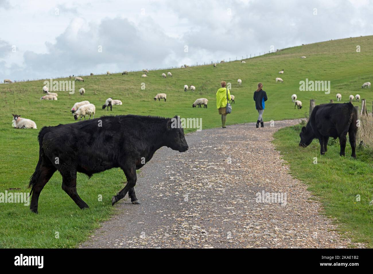 Rinder und Schafe auf Weideflächen, South Downs Way in der Nähe von Brighton, West Sussex, England, Großbritannien Stockfoto