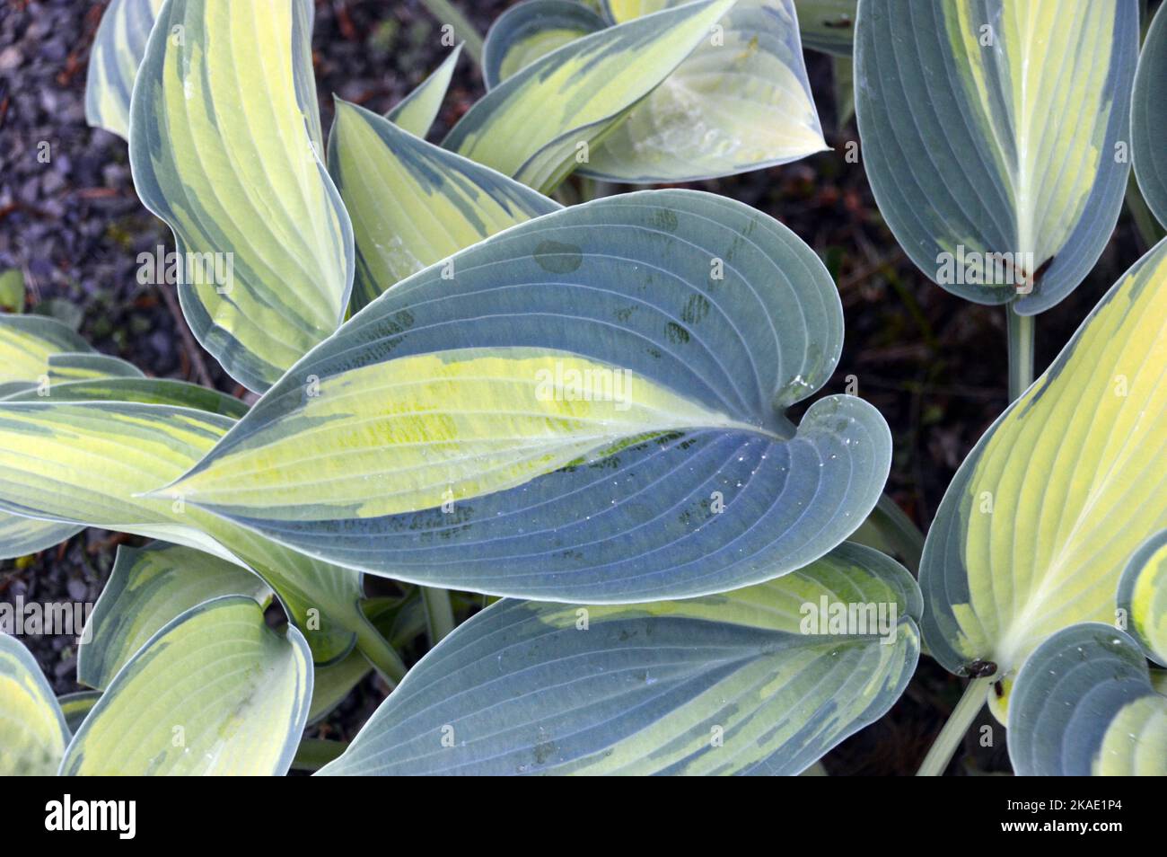 Grün/gelb-buntes Hosta 'June' (Plantain Lily)-Blatt, das bei RHS Garden Rosemoor, Torrington, Devon, England, Großbritannien, angebaut wird. Stockfoto
