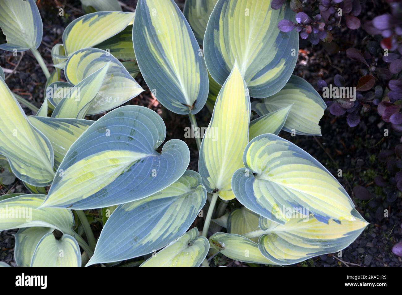 Grün/gelb-buntes Hosta 'June' (Plantain Lily)-Blatt, das bei RHS Garden Rosemoor, Torrington, Devon, England, Großbritannien, angebaut wird. Stockfoto