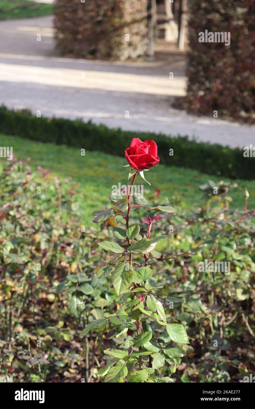 Einsame rote Rose Rosenblüte in einem Park - konkret: Im Barockgarten der Residenz Würzburg Stockfoto