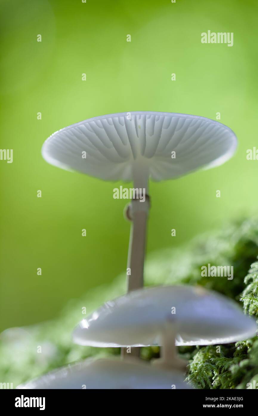 Flacher Fokus Eines Porzellanpilzes, Mucidula mucida gegen Einen diffusen grünen Hintergrund, New Forest UK Stockfoto