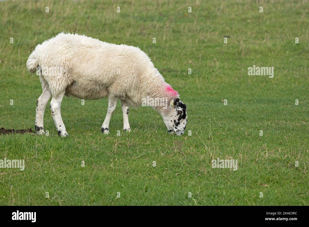 Sheep, South Downs Way in der Nähe von Devil´s Dyke, West Sussex, England, Großbritannien Stockfoto