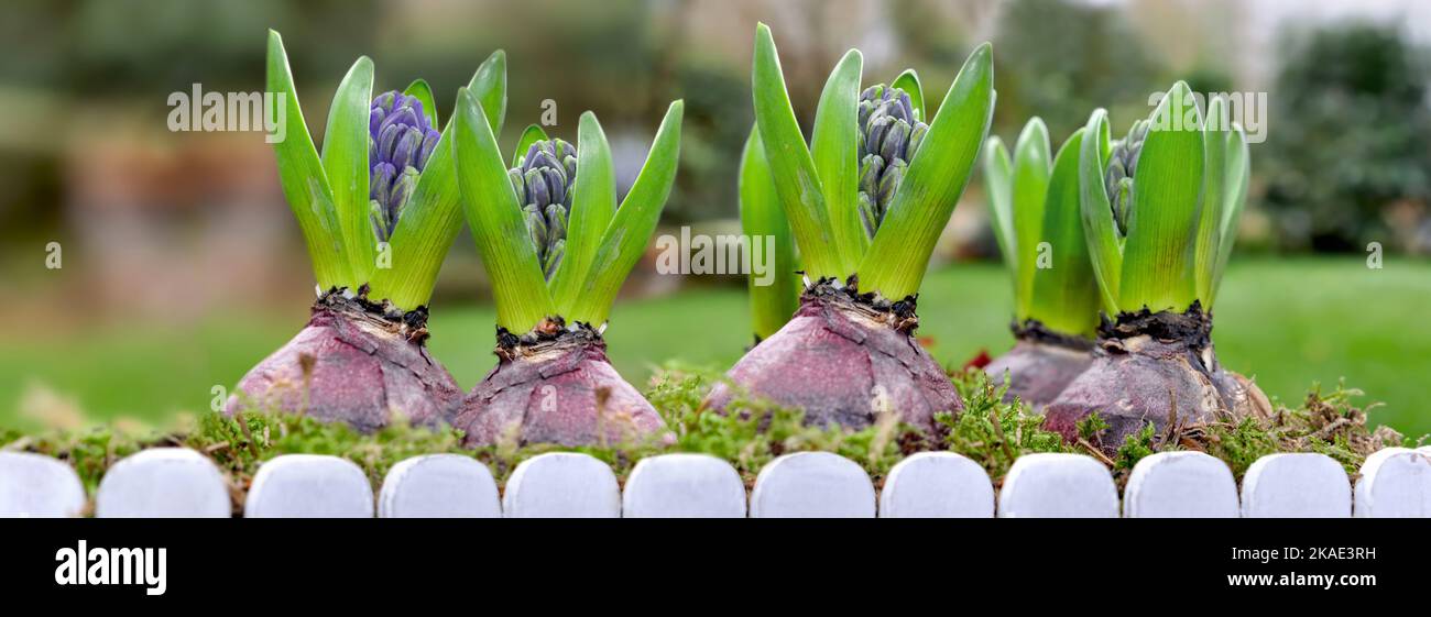 Hyazinthe blüht im Garten Stockfoto