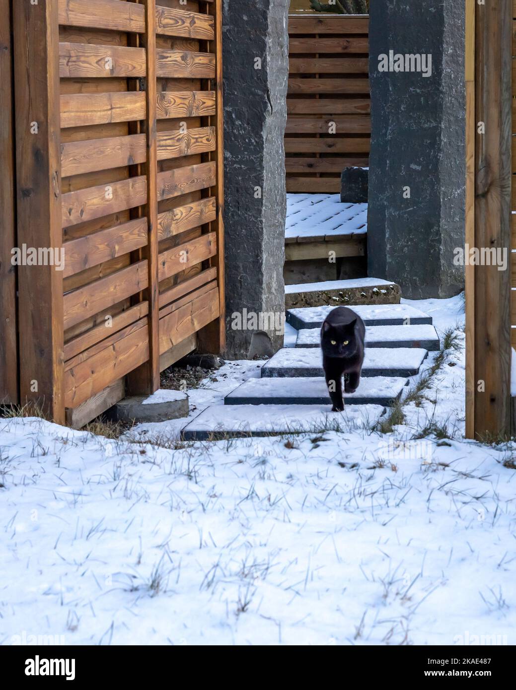 Eine schwarze Katze, die aus einem Haus geht, um spazieren zu gehen und verschneite Treppen hinunterzugehen. Wintertag, keine Menschen. Stockfoto