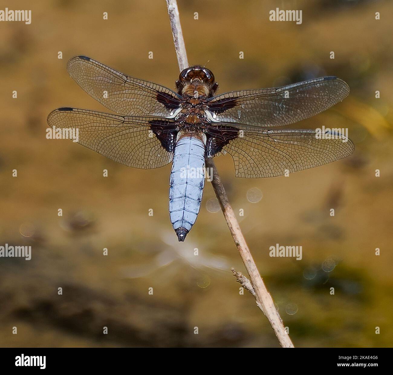 Drachenlibelle Libellula depressa mit breitem Körper ruht auf einem Teich Staffordshire England UK Stockfoto