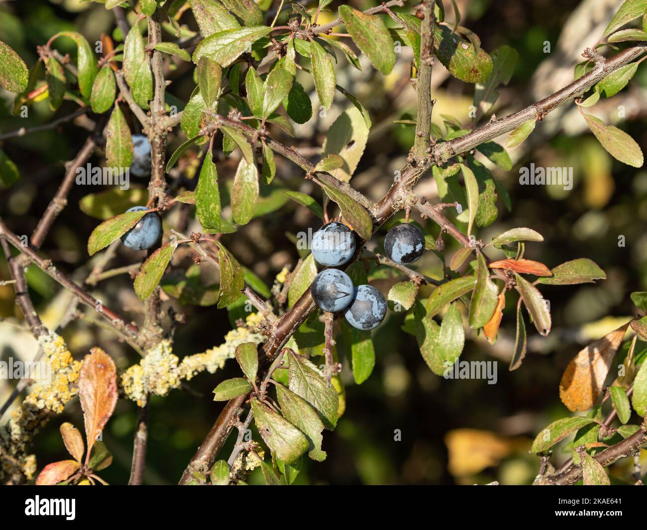 Reife Schlehe unter Hecken Stockfoto