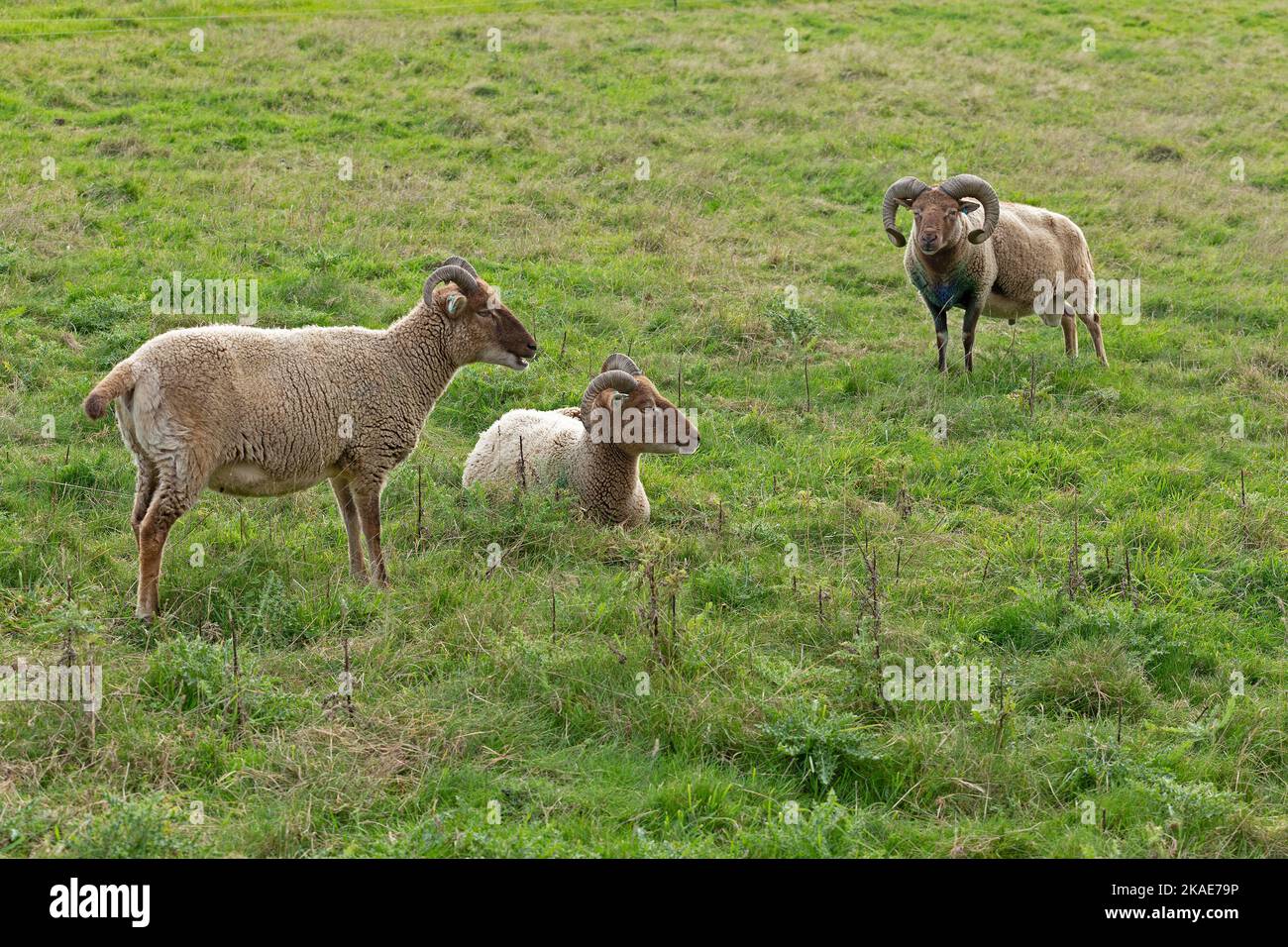 Jacob´s Sheep, South Downs Way in der Nähe von Truleigh Hill, Shoreham by Sea, West Sussex, England, Großbritannien Stockfoto