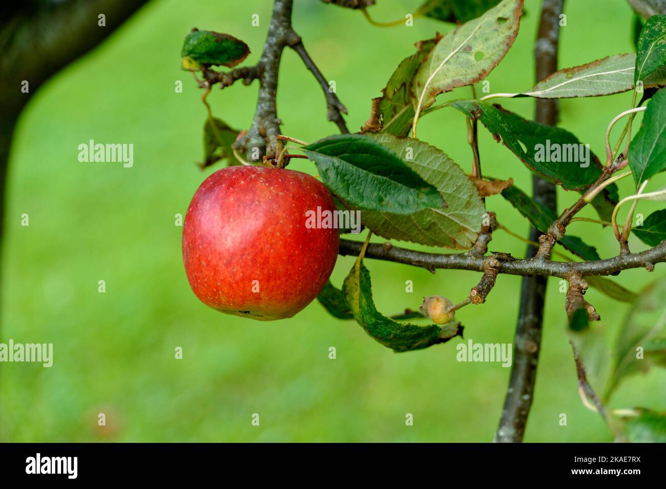 Ein einziger Apfel wächst auf einem Baum Stockfoto