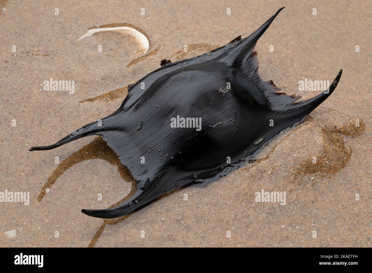 Schwarzer Eierkoffer oder Eierkapsel eines Schlittschuhes auf Sand am Strand Stockfoto