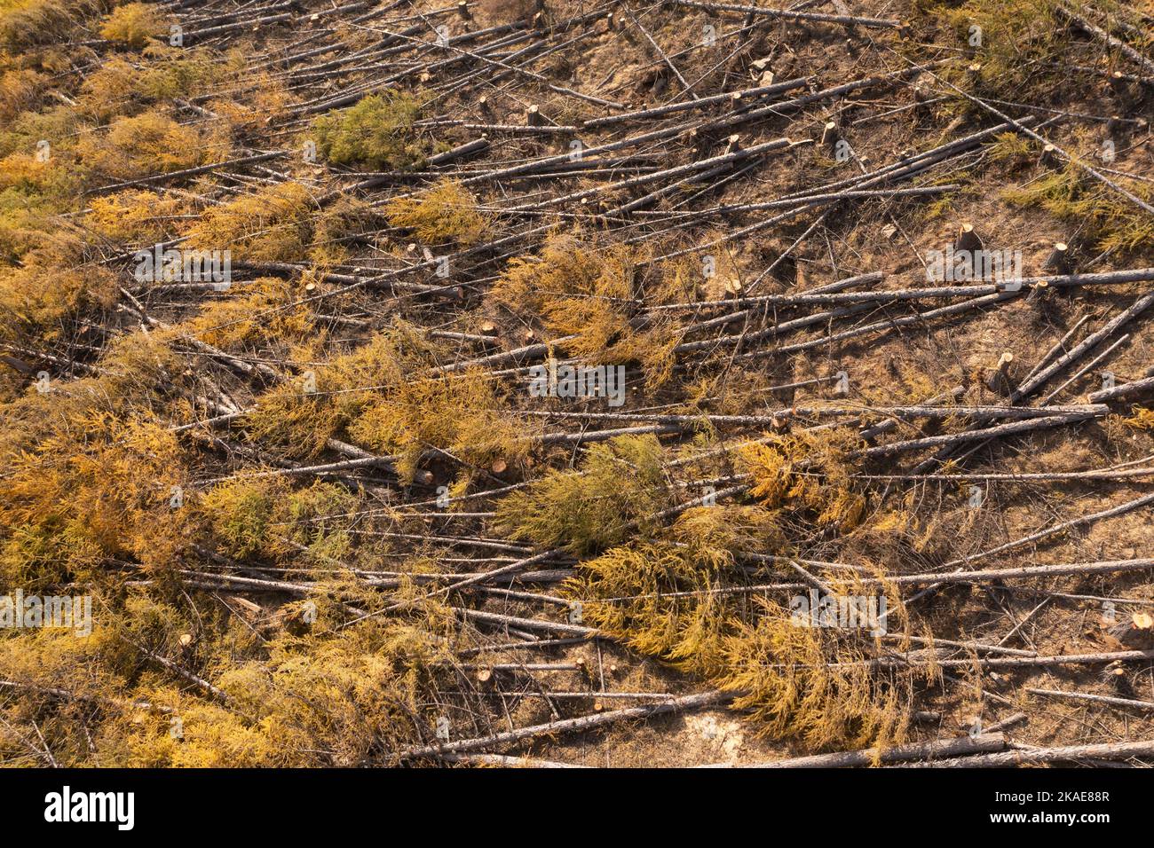 Die obere Ansicht mit dem geschnittenen Holz und den Stichen erblicken. Stockfoto