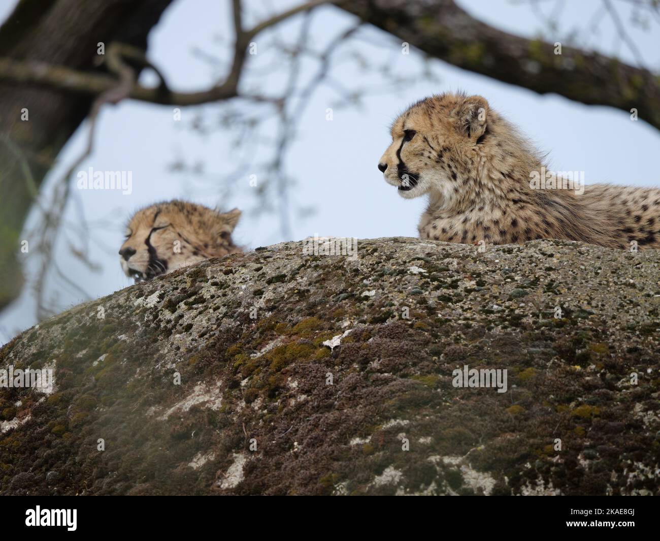 Zwei wunderschöne südostafrikanische Geparden, die tagsüber in der Natur auf dem Felsen liegen Stockfoto