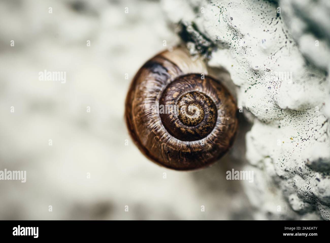 Nahaufnahme einer Schneckenschale an einer Wand Stockfoto