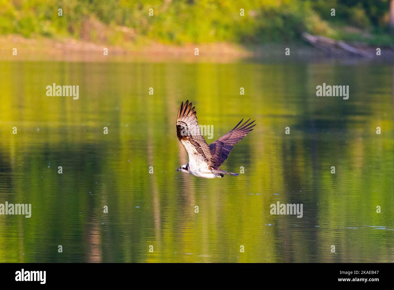 Nahaufnahme eines Fischadlers, der über einem ruhigen See fliegt Stockfoto