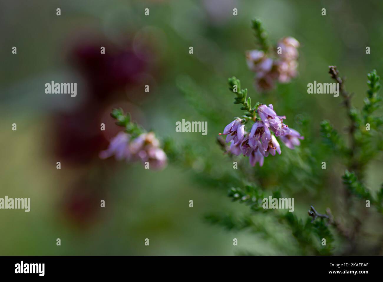 Selektives Fokusfoto der violetten Waldblume Stockfoto