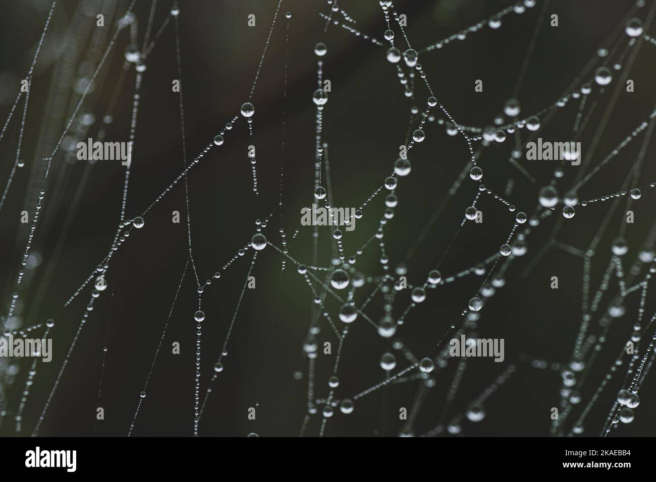 Wassertropfen auf einem Spinnennetz Stockfoto