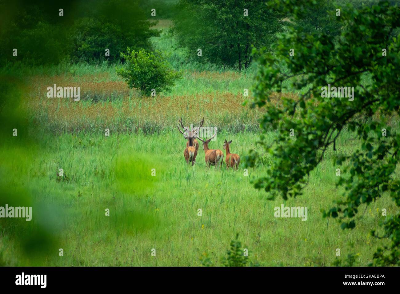 Vier Hirsche, die auf einer grünen Wiese durch hohes Gras laufen Stockfoto