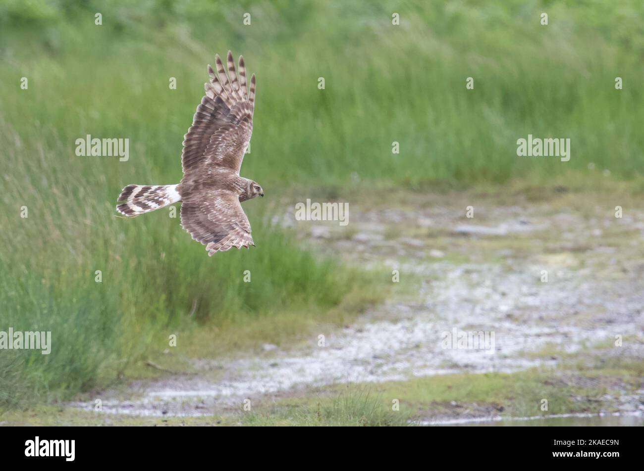 Hündin Harrier auf der Isle of Mull, sie jagte in der Nähe von Loch Scridain und bemerkte, dass sie eine gemeine Eidechse in ihren Krallen hatte. Stockfoto