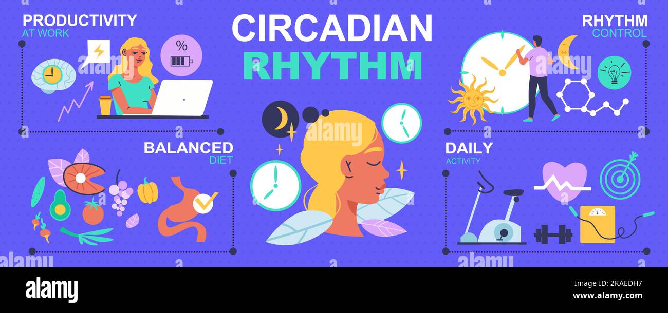 Infografiken zu zirkadianem Rhythmus mit täglicher Routine und ausgewogenen Ernährungssymbolen, flache Vektorgrafik Stock Vektor