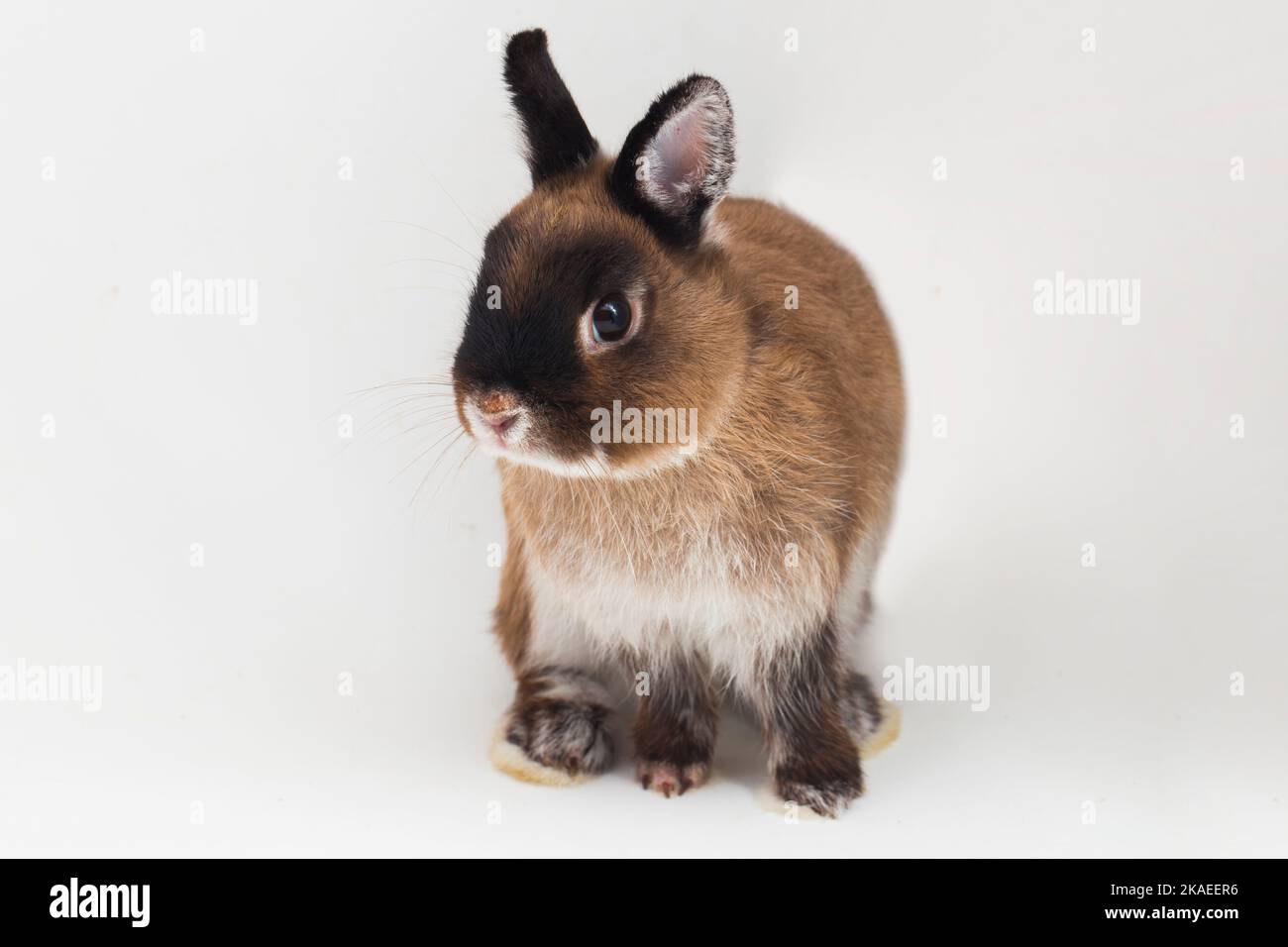Zwergkaninchen auf weißem Hintergrund isoliert Stockfoto