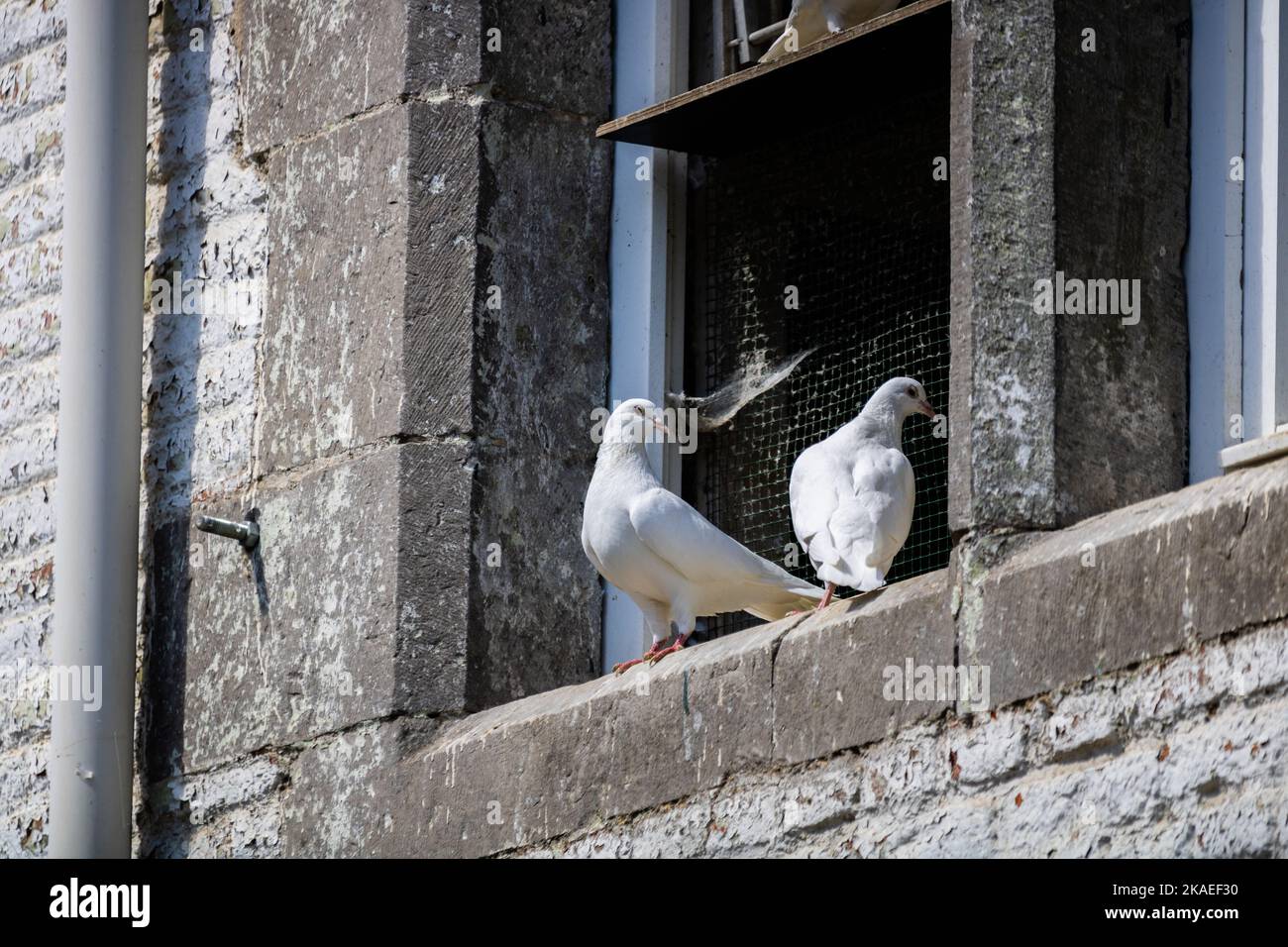 Eine Nahaufnahme von zwei weißen Tauben, die auf einer Fensterbank gegen einen Käfig thronen Stockfoto