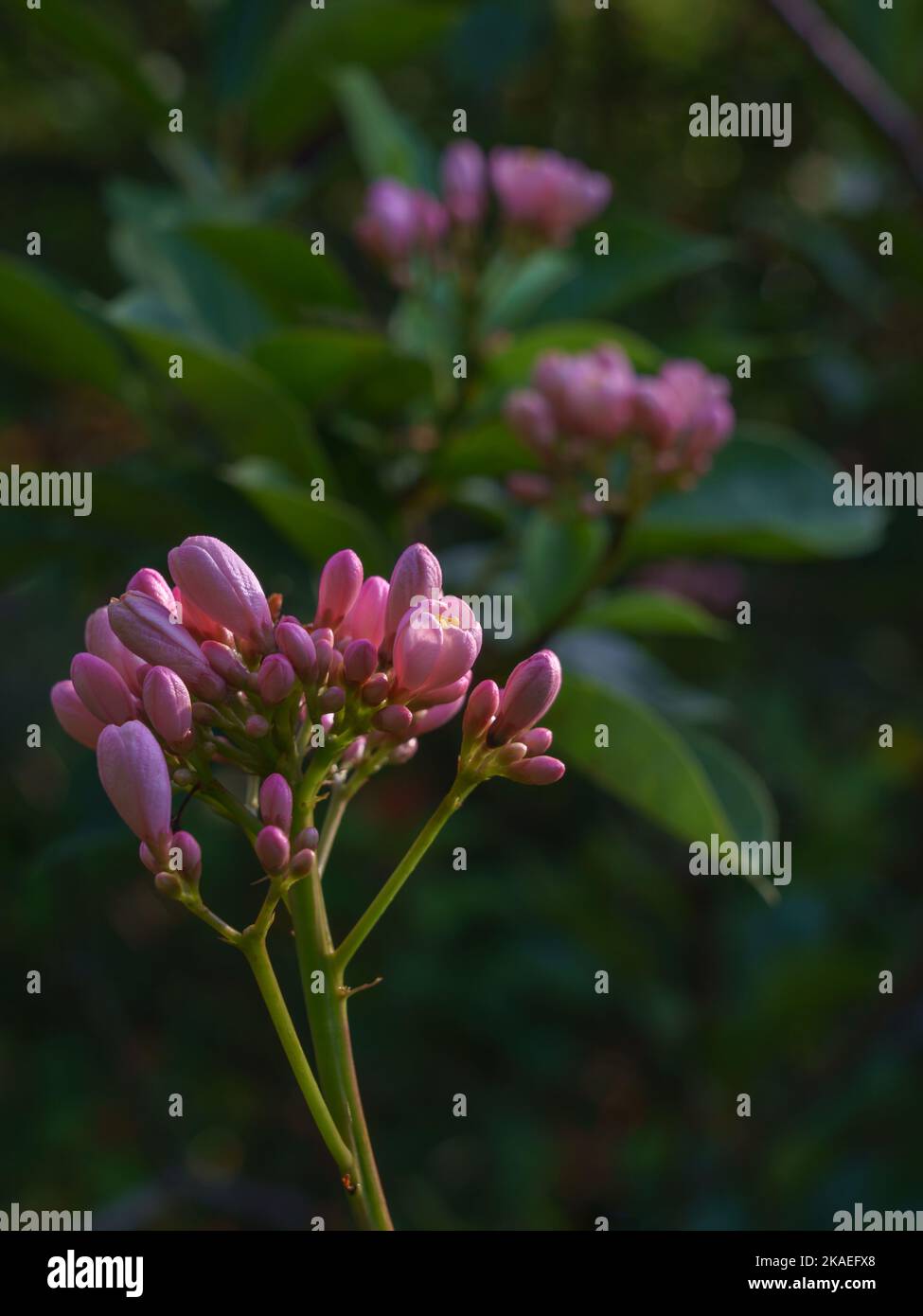 Nahaufnahme von leuchtend rosa Blütenständen und Knospen von Jatropha integerrima aka Peregrina oder würzigen Jatropha im Sonnenlicht auf natürlichem Hintergrund Stockfoto