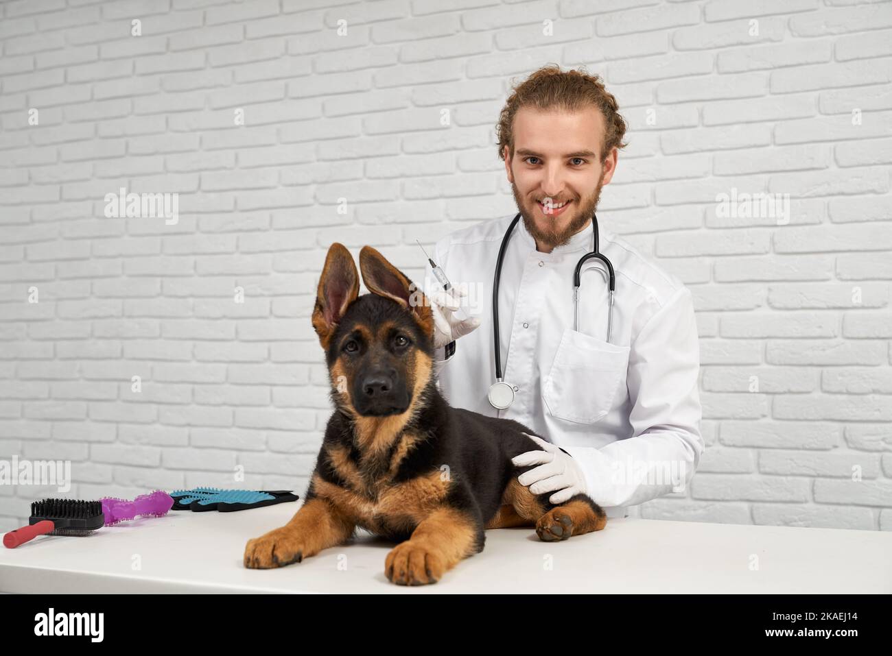 Porträt eines Tierarztes mit lockigen Haaren und eines elsässischen Hundes, der mit den Ohren auf dem Tisch liegt. Tier ruhig schauen gerade vertrauensvolle Arzt. Tierarzt hält die Injektion sicher im Arm. Stockfoto