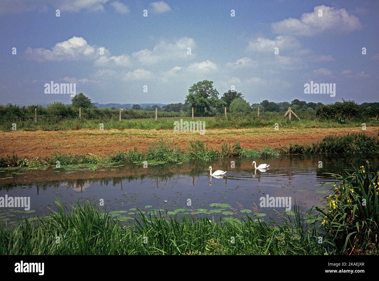 Vereinigtes Königreich. England. Somerset. Creech St. Michael. Schinken. Schwäne auf dem River Tone. Stockfoto