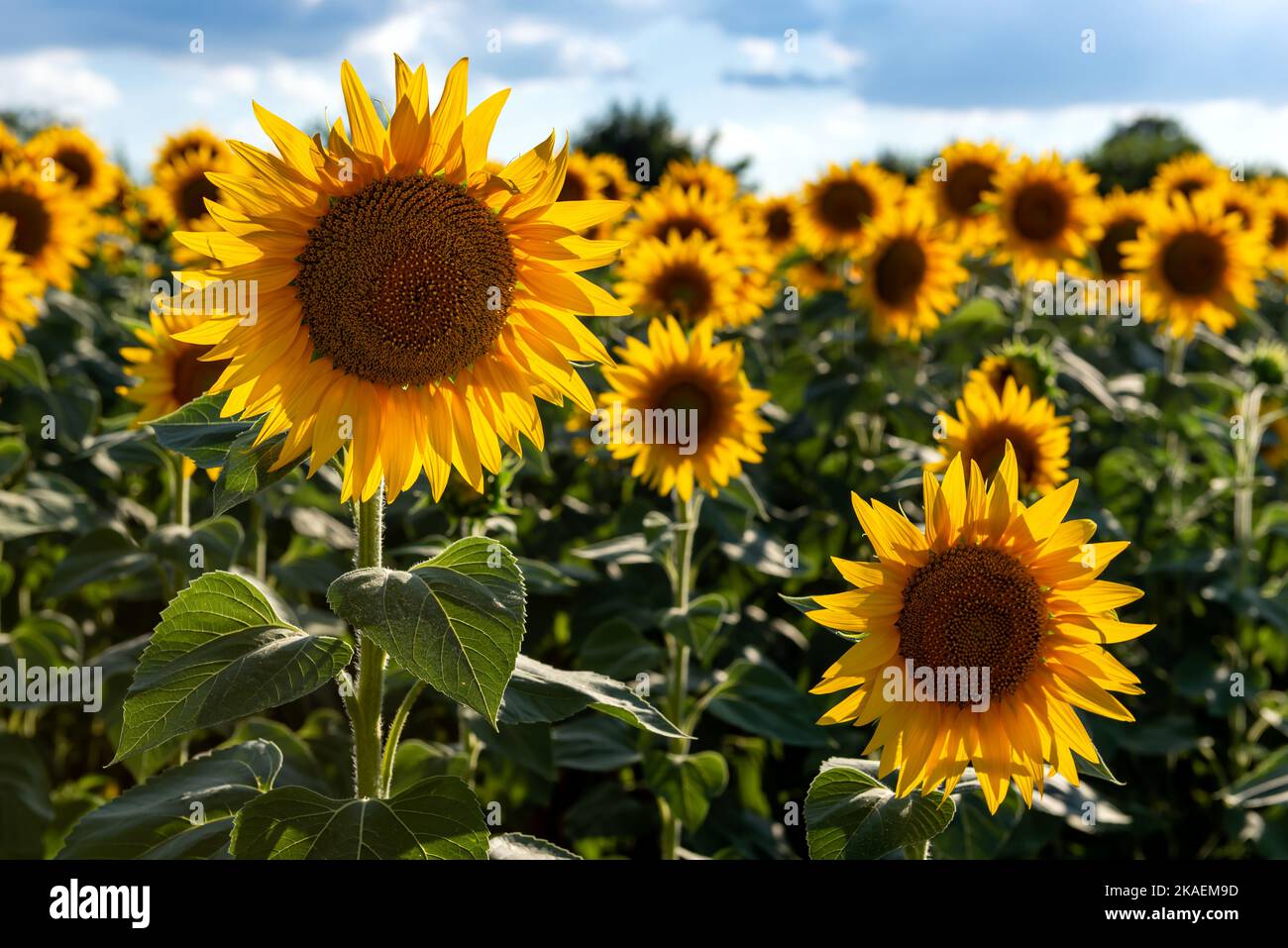 Ein Feld von blühenden Sonnenblumen an einem sonnigen Sommertag mit einem Hintergrund von blauem Himmel. Stockfoto