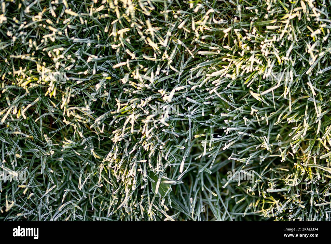 Gefrorenes Gras, Hintergrundbild Stockfoto
