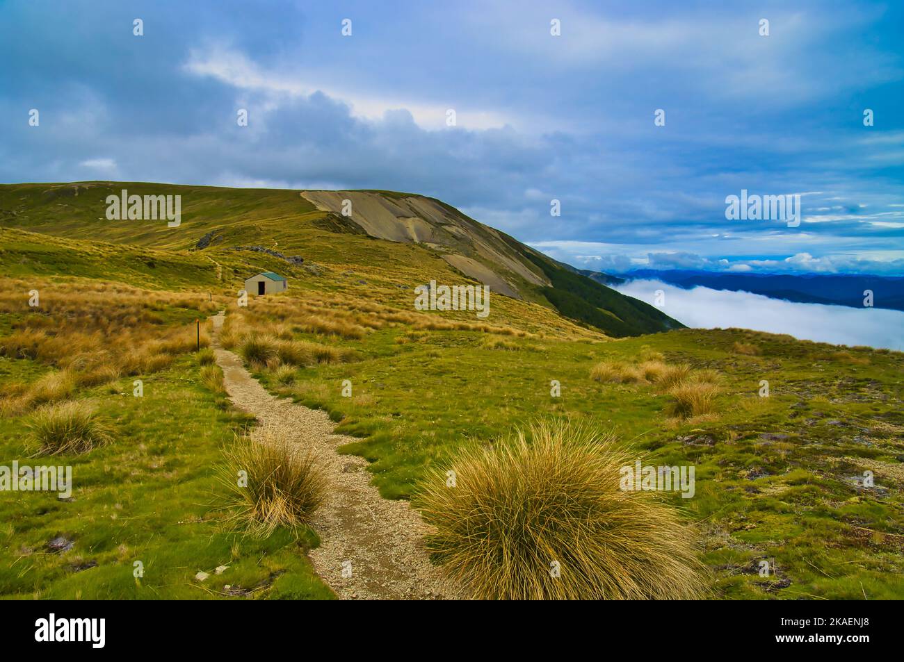 Paddy's Track führt zum Relax Shelter, in der Nähe des Mount Robert, Nelson Lakes National Park, South Island, Neuseeland. Über der Baumlinie. Stockfoto