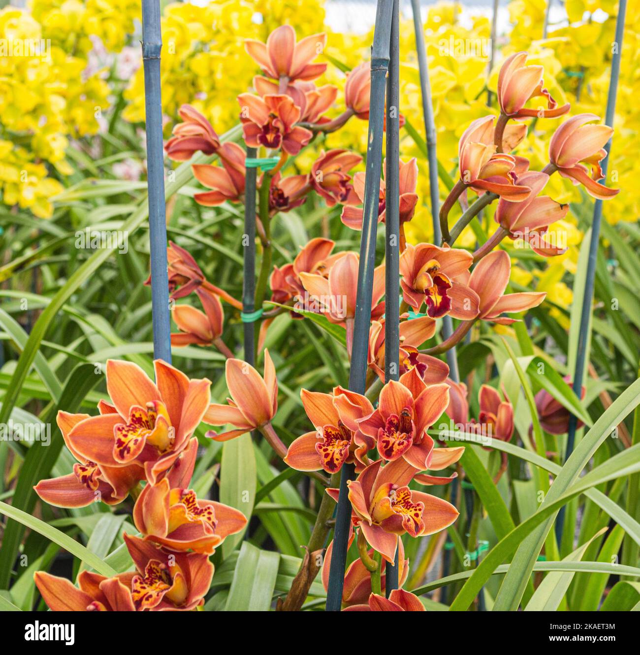 Eine Nahaufnahme von Orchideen im Boot (Cymbidium) in einem Garten Stockfoto
