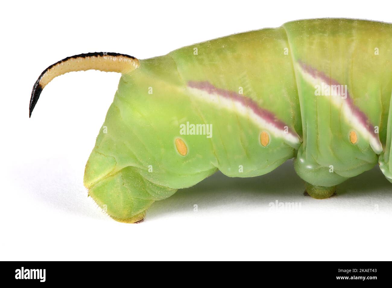 Grüne Raupe Privet-Falkenmotte (Sphinx ligustri) oder Mottenschmetterling (Sphingidae) auf Weiß. Seitenansicht. Stockfoto